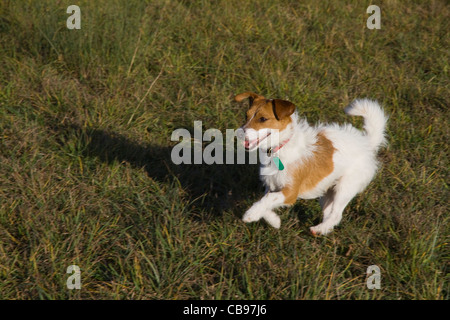 Eine Tan und weiß rau beschichtet Jack Russell Terrier spielen und laufen in einem Garten oder Feld Stockfoto