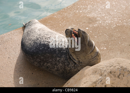 Skegness Vereinigtes Königreich England GB Natureland Seal Sanctuary und Wildlife Park Dichtung Stockfoto