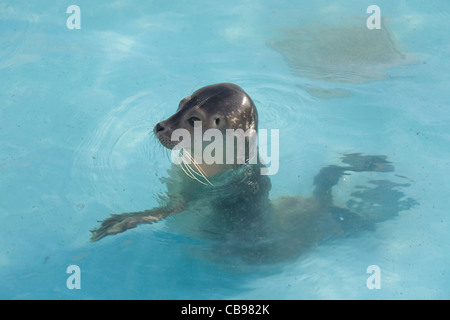 Skegness Vereinigtes Königreich England GB Natureland Seal Sanctuary und Wildlife park Baby Dichtung Fütterungszeit Stockfoto