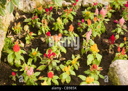 Haemanthus Albiflos - Rasur Pinsel Pflanze Stockfoto