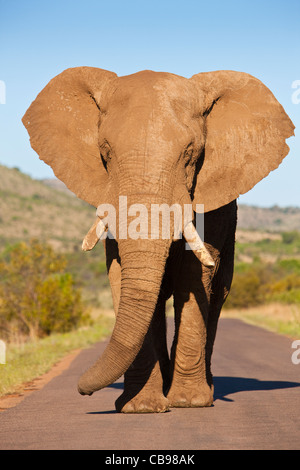 Afrikanischer Bush Elefant Loxodonta Africana, in Pilanesberg Park, Südafrika Stockfoto