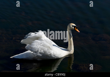 Ein Höckerschwan Schwimmen am Longhands See, Cleator, Cumbria, England, UK Stockfoto