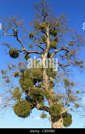 Mistel auf Baum in Hampton Court Palace, Molesey Surrey England UK Stockfoto