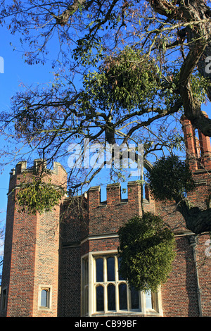 Mistel auf Baum in Hampton Court Palace, Molesey Surrey England UK Stockfoto