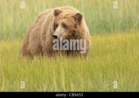 Stock Foto ein Alaskan Braunbär Sau steht auf einer Wiese Segge. Stockfoto