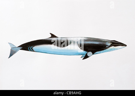 Gemeinsamen Zwergwal oder nördlichen Minke whale (Balaenoptera Acutorostrata) Balaenopteridae Mammalia, Cetacea, Säugetiere Stockfoto