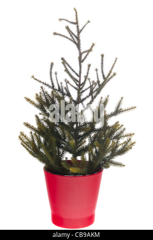 Leere Weihnachtsbaum im roten Topf Stockfoto