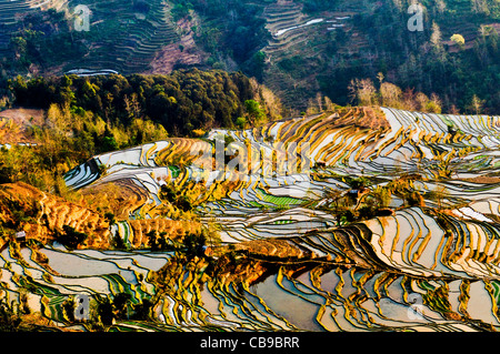 Schöne Aussicht auf die Reisterrassen von YuanYang in Yunnan. Stockfoto