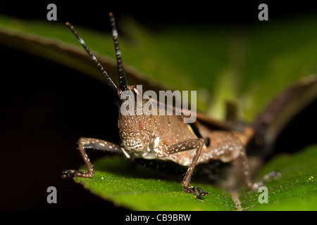 Riesige Heuschrecke Standortwahl auf ein Blatt im ecuadorianischen Regenwald Stockfoto