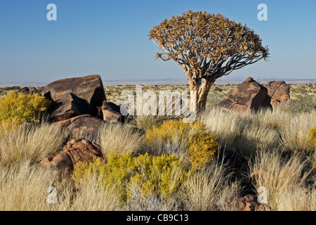 Quivertree Forest Garas Quiver Tree Park, Gariganus Farm, Namibia Stockfoto