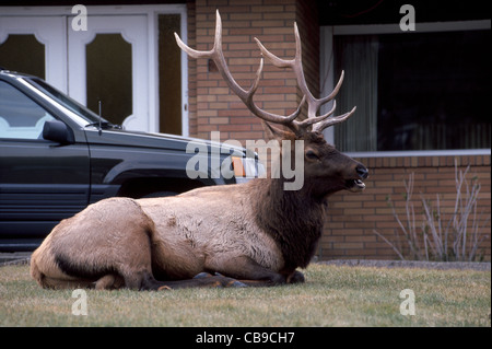 Ein Stier Elch mit einem schönen Rack Geweih ruht auf dem Rasen eines Hauses in der Resort Banff Alberta, Kanada, wo Elche ein alltäglicher Anblick sind. Stockfoto