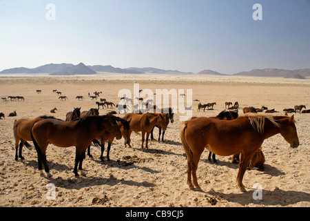 Garub Namib wilde Pferde in der Nähe Aus, Namibia Stockfoto