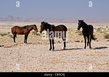 Garub Namib wilde Pferde in der Nähe Aus, Namibia Stockfoto