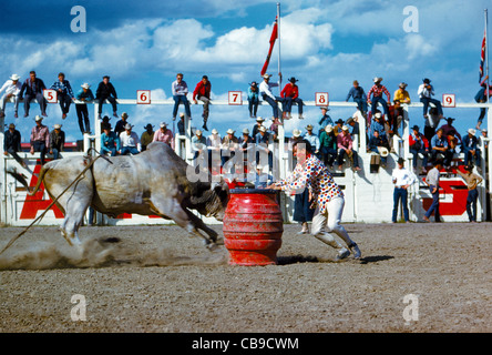 Ein Rodeo-Clown ist bereit, in seinem roten Flucht Fass um die Ladung eines Stiers Brahman während der Calgary Stampede in Calgary, Alberta, Kanada zu vermeiden verstecken. Stockfoto