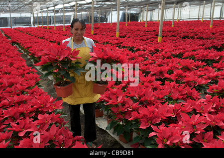 Guatemaltekische Frau, die im Weihnachtsgarten Poinsettia, San Miguel Duenas, Guatemala, arbeitet. © Kraig Lieb Stockfoto