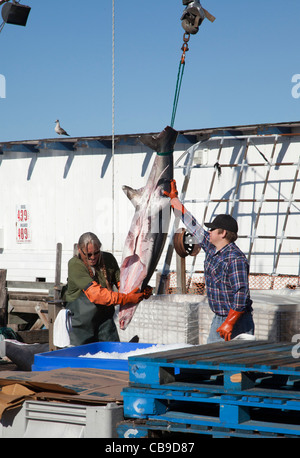 Fischer entladen einen frischen Gefangenen Hai, Morro Bay, Kalifornien, USA. Stockfoto