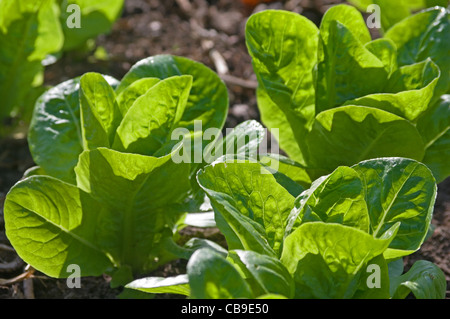 Little Gem Salat wächst im Gemüsegarten im Sommersonnenschein, Cumbria, England, UK Stockfoto