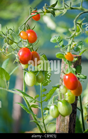 Baby Eiertomaten "Santa" wächst an den Rebstöcken im heimischen Gewächshaus, Cumbria, England, UK Stockfoto