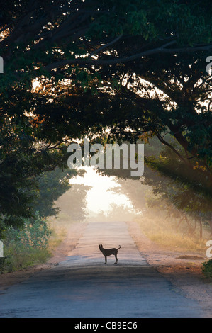 Silhouette-Hund in einem Tunnel von Bäumen in der indischen Landschaft. Andhra Pradesh, Indien Stockfoto