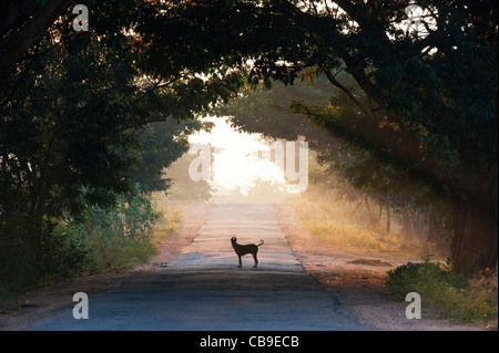 Silhouette-Hund in einem Tunnel von Bäumen in der indischen Landschaft. Andhra Pradesh, Indien Stockfoto