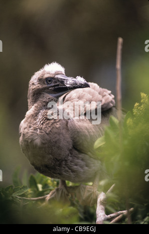 Hawaii, Kauai, Kilauea National Wildlife Refuge, ' A, Red-footed Tölpel, Sula Sula Rubripes Stockfoto