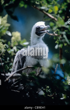 Hawaii, Kauai, Kilauea National Wildlife Refuge, ' A, Red-footed Tölpel, Sula Sula Rubripes Stockfoto