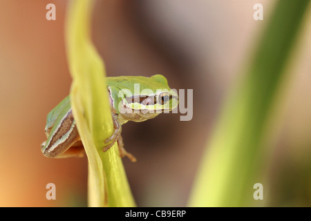 Europäischer Laubfrosch, Hyla Arborea, fotografiert in Israel im Oktober Stockfoto