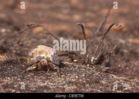 Nahaufnahme einer Spur-thighed Tortoise oder griechische Schildkröte (Testudo Graeca) in einem Feld. fotografiert in Israel im Oktober Stockfoto