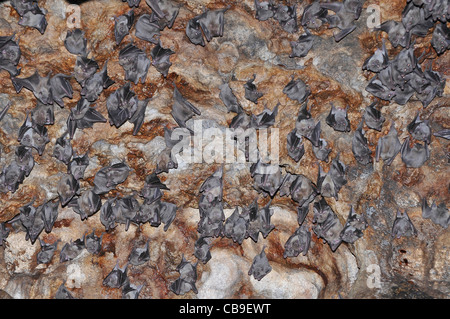 Israel, Carmel Berg, Rakefet Höhle. In dieser Höhle leben eine große Kolonie von Fledermäusen. Stockfoto