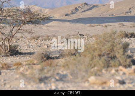 Dorcas Gazelle (Gazella Dorcas), auch bekannt als Ariel Gazelle fotografiert in Israel, Aravah Wüste im September Israel Stockfoto