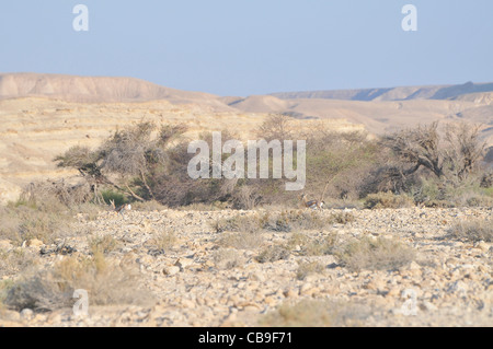 Dorcas Gazelle (Gazella Dorcas), auch bekannt als Ariel Gazelle fotografiert in Israel, Aravah Wüste im September Israel Stockfoto