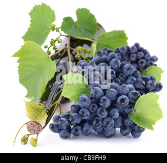 Flasche Wein in der Rebe auf weißem Hintergrund Stockfoto