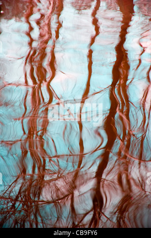 Reflexion der Bäume im Wasser. Stockfoto