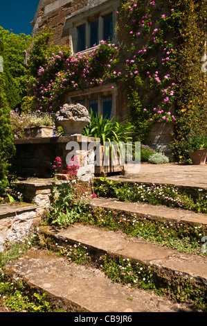 York Steinstufen führen zu einem Terrassengarten Coton Manor mit lebhaften rosa abschweifende Rosen, Northamptonshire, England Stockfoto