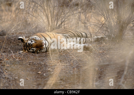 Ein Bengal Tiger liegen innerhalb der trockenen Tarnung in den wilden Wald des Ranthambhore, Indien. (Panthera Tigris) Stockfoto