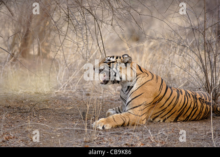 Ein Bengal Tiger brüllen in den wilden Wald Ranthambhore, Rajasthan, Indien. (Panthera Tigris) Stockfoto