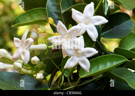 Nahaufnahme von Madagaskar Jasmin (Stephanotis Floribunda) am Weinstock Stockfoto