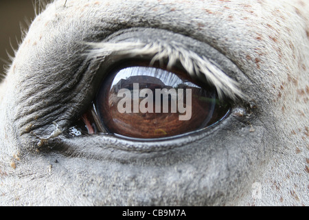 Bild des Auges ein graues Pferd mit einer Reflexion Stockfoto