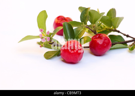 Acerola Kirschen auf weißem Hintergrund Stockfoto