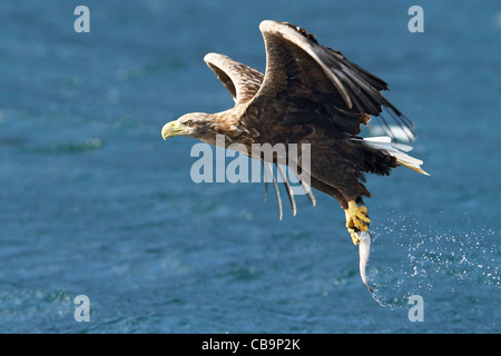 White Tailed Seeadler, Portree, Skye Fang von Fischen aus Meer, fotografiert vom Boot Stockfoto
