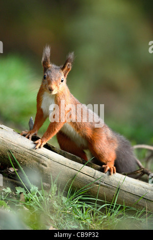 Eurasische Eichhörnchen, Sciurus Vulgaris, Männlich, Dodd Holz, Seenplatte, Cumbria, England, Herbst Stockfoto