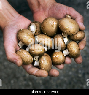 Essbare Höhle Champignons geerntet / Champignons in der hand gehalten Stockfoto