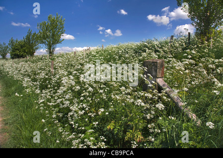 Kuh-Petersilie / wilder Kerbel / Keck (Anthriscus Sylvestris) auf Wiese im Frühling Stockfoto