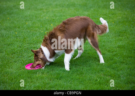 Border Collie (Canis Lupus Familiaris) abrufen von Frisbee im Garten Stockfoto