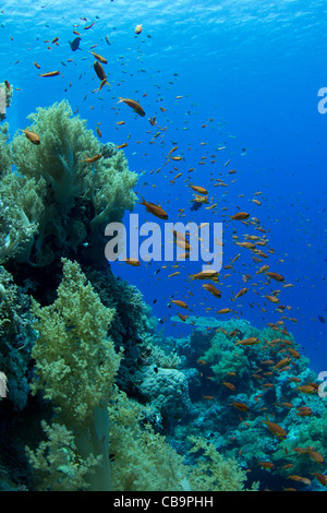 Aufnahmen von Korallenriff im Roten Meer genommen Stockfoto