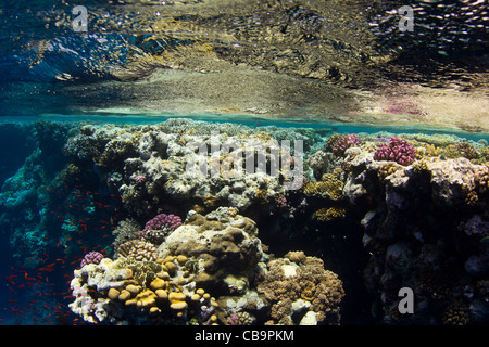 Aufnahmen von Korallenriff im Roten Meer genommen Stockfoto