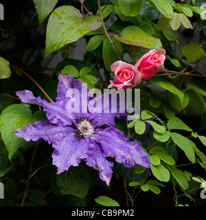 Clematis der Präsident und Aloha Rose im Garten Stockfoto