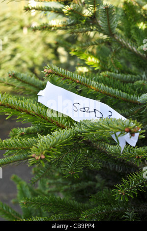 Ticket auf einem Nordmann Tanne Weihnachtsbaum in einem Gartencenter verkauft Stockfoto