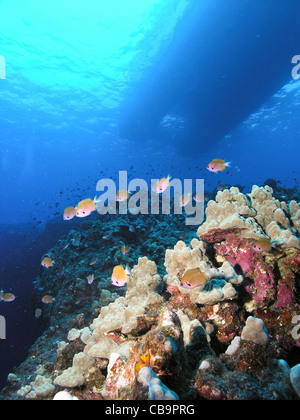 Aufnahmen von Korallenriff im Roten Meer genommen Stockfoto