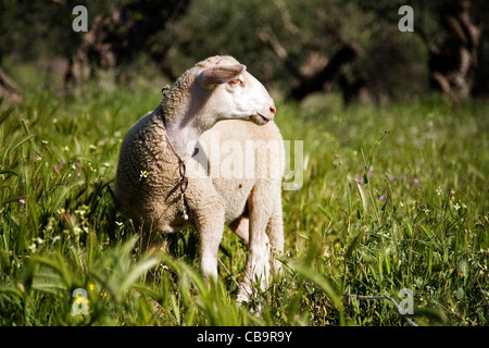 Schafe auf der Wiese, Peloponnes, Griechenland, Europa. Stockfoto